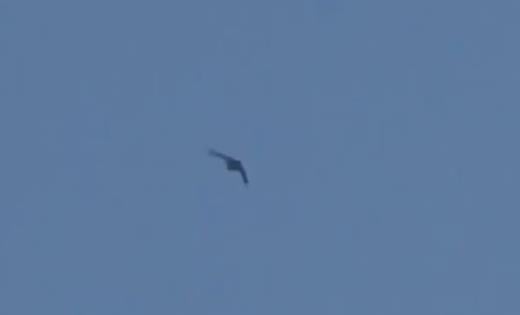 Повторно дронови надлетуваа над белгиската воена база Клајне Брохел