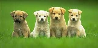 Бразилските судови ќе одлучуваат за старателството над милениците по разделба на паровите