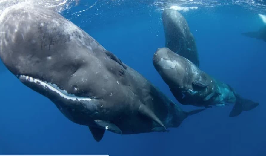 Снимен е редок момент во природата- породување на женка кит со помош на други китови (ВИДЕО)