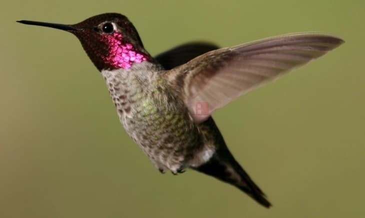 Колибрите пијат голема количина алкохолен нектар, но се чини, не се опиваат