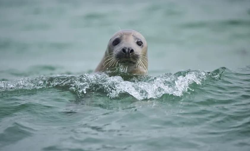 Крволочни фоки сѐ почесто напаѓаат делфини, експертите стравуваат и за безбедноста на луѓето