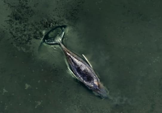 Не може да се спаси грбавиот кит, насукан во Балтикот- милијардер прашува: А на Месечината можеме? (ВИДЕО)
