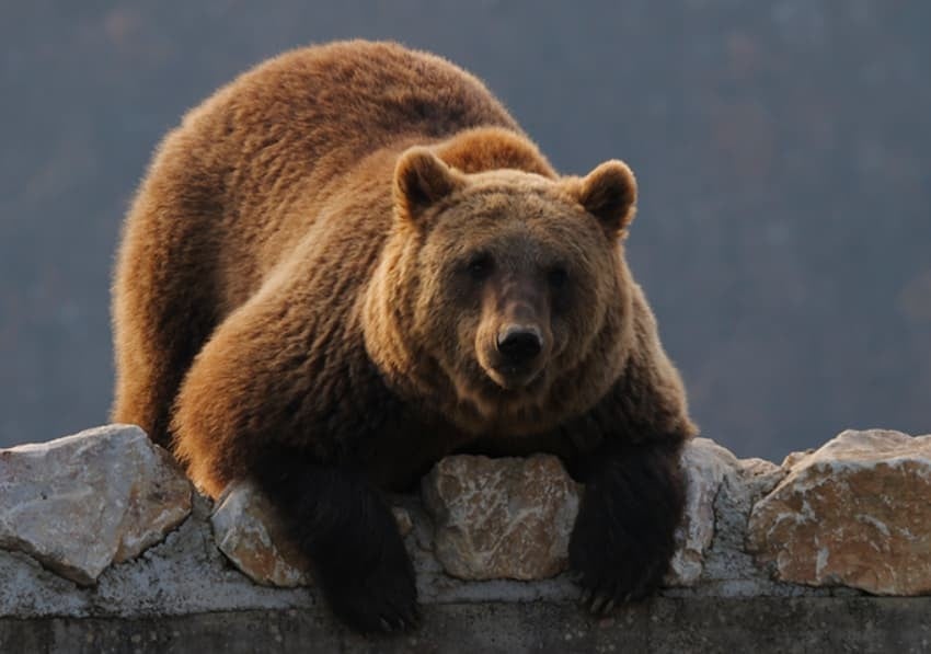 Огромна мечка нападнала американски војници за време на воена вежба на Алјаска