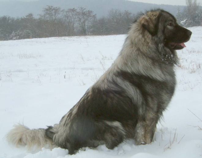 555642-video-sharplaninec-ubiva-volci-vo-odbrana-na-stadoto