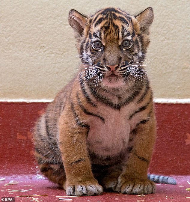 798741-platile-6000-dolari-za-machka-dobile-tigar