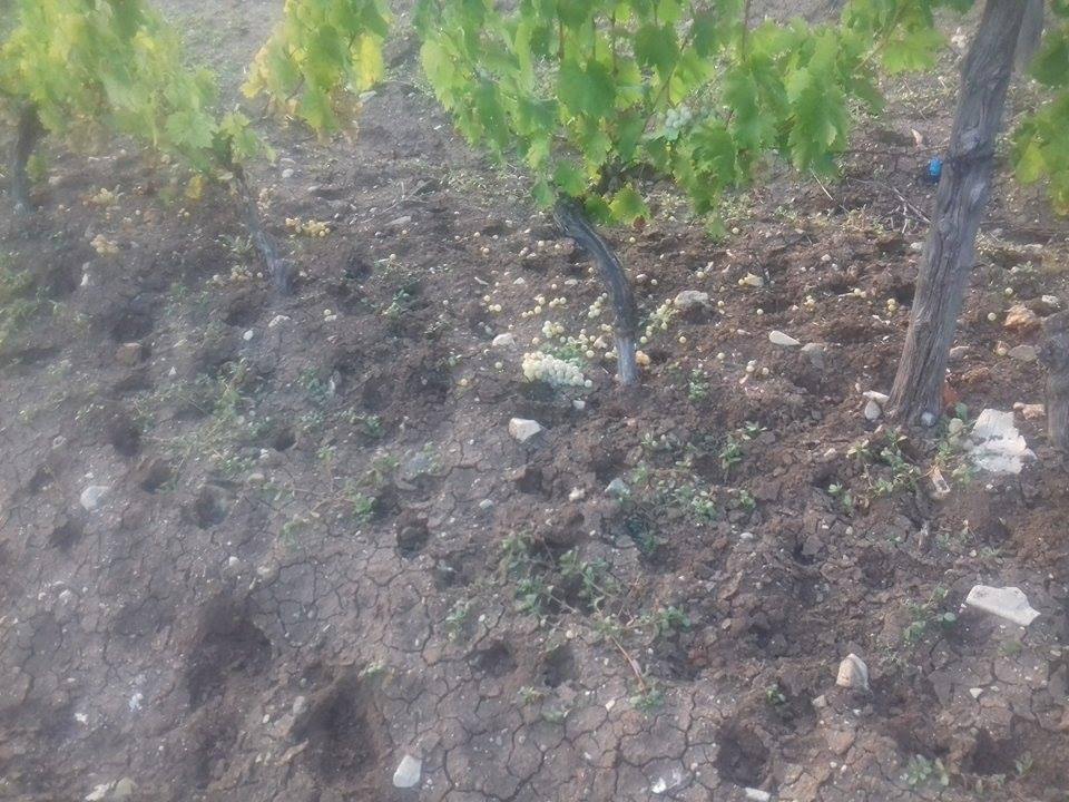 801141-divi-svini-noke-pravat-pepel-niz-lozjeto-vo-tikveshko
